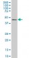 IRF2 Antibody (monoclonal) (M01)
